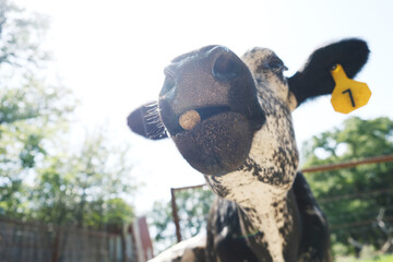 Funny calf face in wide angle shows funny young cow with cube in mouth close up.