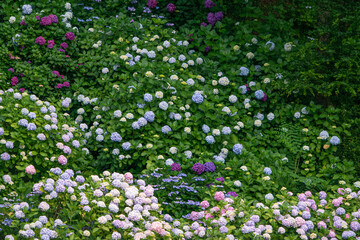 Beautiful pastel-colored summer hydrangea of Taejongsa Temple, Busan, South Korea	