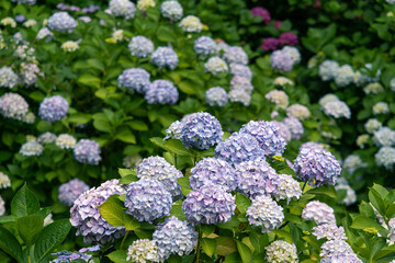 Beautiful-colored summer hydrangea in Taejongsa Temple, Busan, South Korea