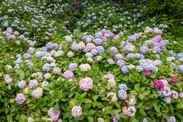 Beautiful-colored summer hydrangea in Taejongsa Temple, Busan, South Korea