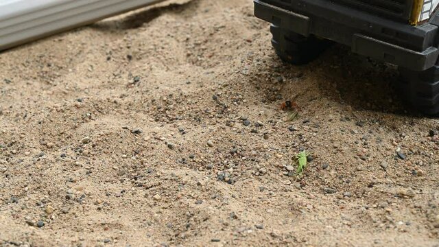 Thread-waisted wasp digging a hole in sand to bury  another insect