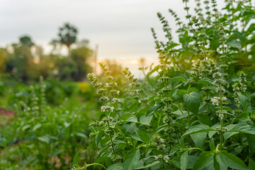 lemon basil plant
