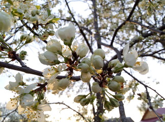 apple tree blossom