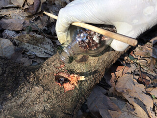 Hand holding the grass bottle is pour fungus mushroom form green beans on hole log with chopstick...