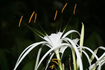 lily of the valley