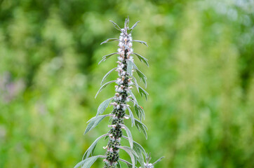 Chinese Motherwort close-up.blurred background
