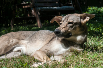 Obraz premium Adorable young mongrel dog laying on ground