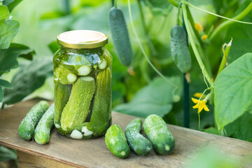 lightly salted cucumbers
Harvesting cucumbers for the winter in jars with dill and garlic. Fermented vegetables