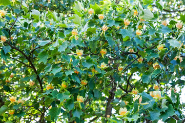 The tulip tree blooms profusely with large beautiful flowers resembling tulips