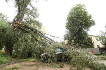 A tree fell on the car due to strong wind. Broken vehicle after the storm. 