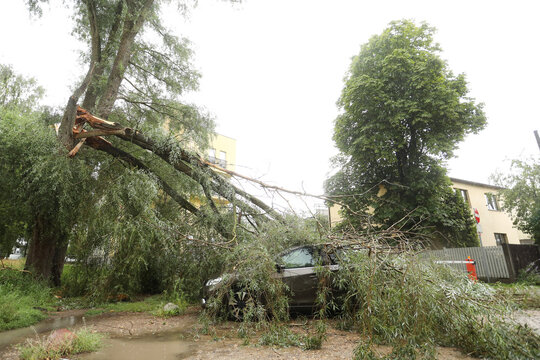 A tree fell on the car due to strong wind. Broken vehicle after the storm. 