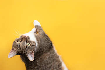 Gray tabby cat relaxing on a yellow background. Place for your design.