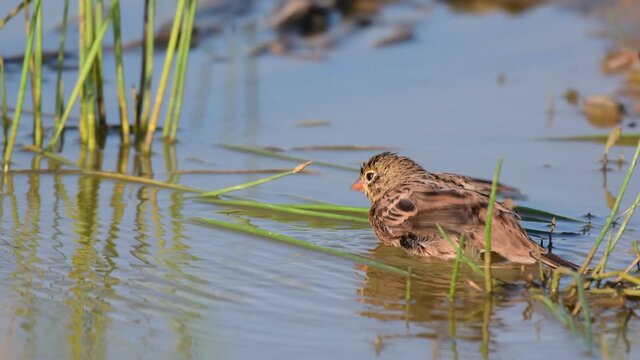 A bird bathes in a puddle. Emberiza hortulana ortolan