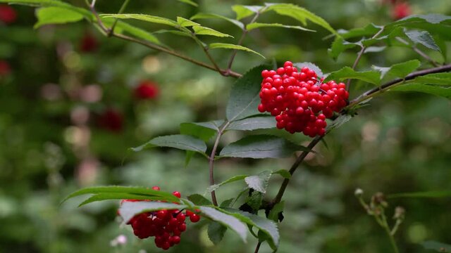 Ripe fruits of Red Elderberry in natural environment (Sambucus racemosa) - (4K)