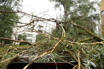 A tree fell on the car due to strong wind. Broken vehicle after the storm. 