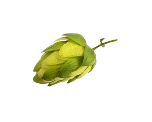 Fresh green hop cones for the production of beer, yeast, bread and shampoos isolated on a white background. Medicinal raw.