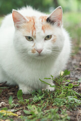 Portrait of tricolor indifferent cat do not care on the green grass in the yard.