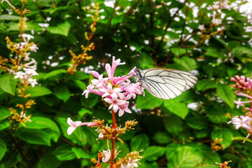 Butterfly sits on a flower. A lilac flower. View from the front. Vertical shot.
