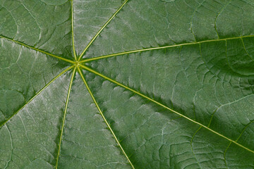 Leaf of a Castor Bean Plant (Ricinus communis)