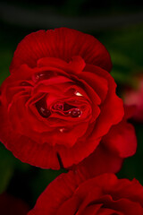 A close up photograph of water droplets trapped between the petals of a scarlet coloured flower in the garden.