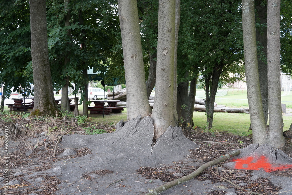 Wall mural two trees growing in a sidewalk covered by bitumen or asphalt. the growing tree roots deform the asp