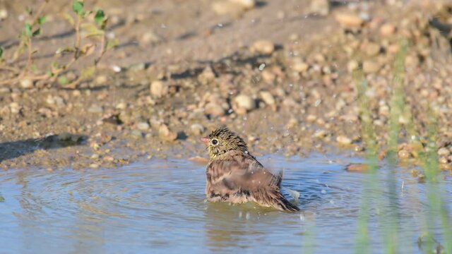 A bird ortolan bathes in a puddle. Emberiza hortulana ortolan