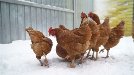 Hen in winter - farm bird. Chickens on the farm in winter