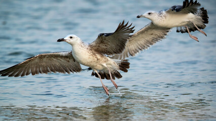 Great Black-backed Gulls takeoff, Bahrain