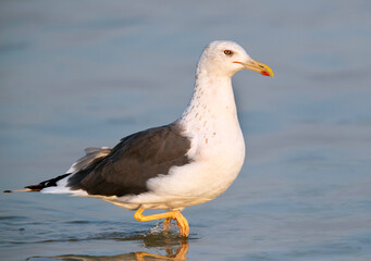Obraz premium Great Black-backed Gull, Bahrain