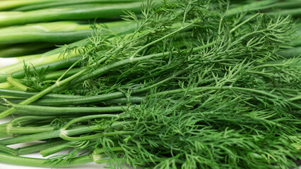Close-up view of garden fresh greens. Green onions and dill. Healthy fresh food background. Plants background and texture. Space for text.