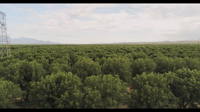 UHD aerial jib up shot with a drone flying over massive pecan orchard on a cloudy day in Arizona with mountain range on the horizon.