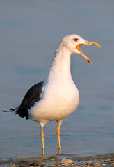 Great Black-backed Gull calling, Bahrain