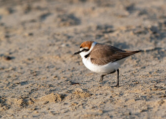 Kentish Plover at Busaiteen beach, Bahrain