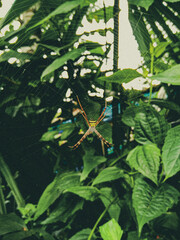 Spider on spiderweb in a background of green leaves 