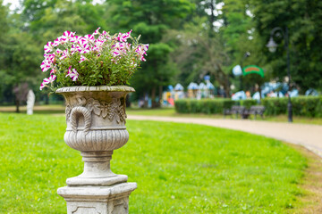 Beautifu petunias (Petunia hybrida) flowers is blooming. petunias (Petunia hybrida) in a stone pot in a city park. Flower arrangement of petunias (Petunia hybrida) flowers in a city park.