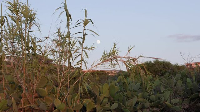 reeds floating in the sea breeze with the full moon in the background