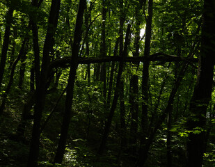 Maple forest outside the city             