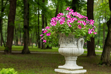 Beautifu petunias (Petunia hybrida) flowers is blooming. petunias (Petunia hybrida) in a stone pot in a city park. Flower arrangement of petunias (Petunia hybrida) flowers in a city park.