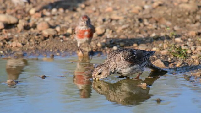Birds near the pond drink the water. Emberiza calandra