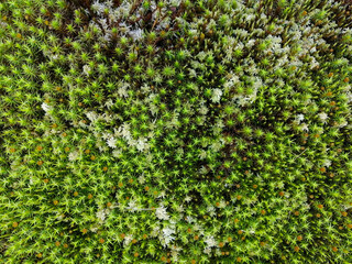Diverse vegetation of the northern tundra. Small plants, flowers and mosses. Unique Flora of the Arctic. Summer nature of the North. Background images and screensavers. © mangz