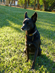 cute black dog at the garden