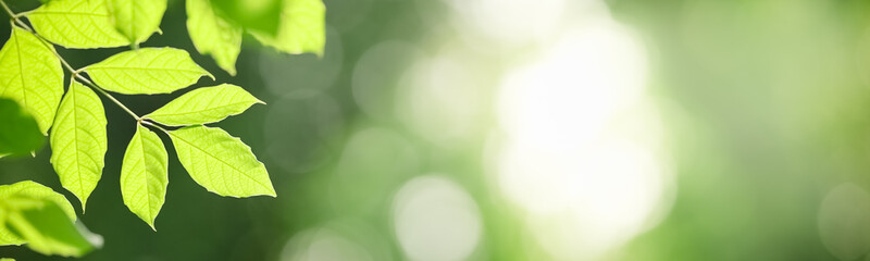 Obraz premium Closeup beautiful attractive nature view of green leaf on blurred greenery background in garden with copy space using as background natural green plants landscape, ecology, fresh cover page concept.
