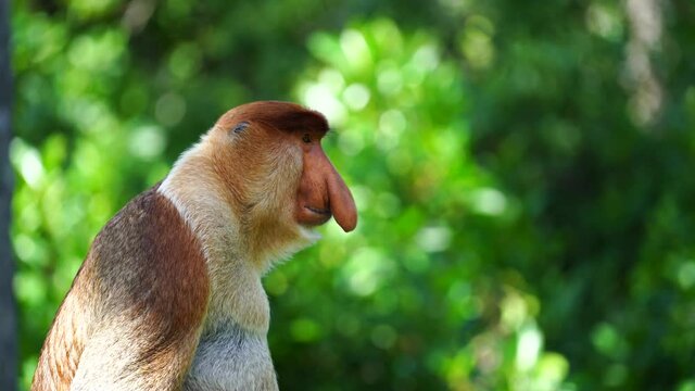 Wild Proboscis monkey or Nasalis larvatus, in the rainforest of island Borneo, Malaysia, close up