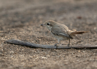Isaballine shrike feeding, Bahrain