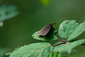 butterfly on leaf 