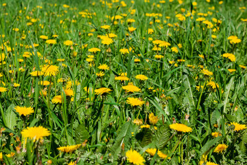 Yellow dandelions in the green grass.