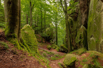 Giant stones and rocks are covered with moss among the beech forest. Polyanytskyi Regional Landscape Park, Dobusha Rocks, Carpathians, Ukraine. Sandstone rocks among the beech forest in summer time.