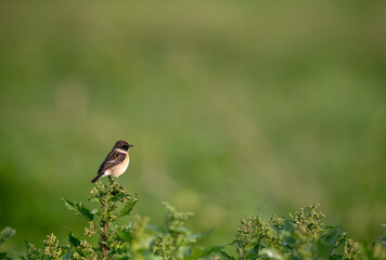 Siberian stonechat in its habitat, Bahrain