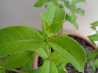 green leaves on a tree