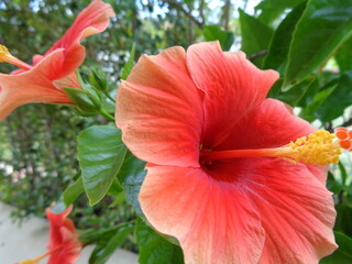 red hibiscus in the garden